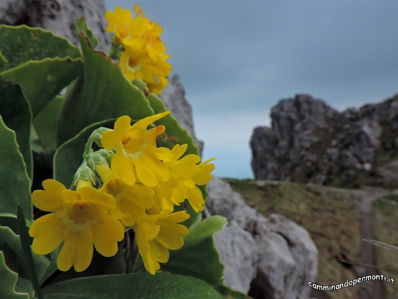 146 Monte Alben La Croce - Primula auricula.JPG -           